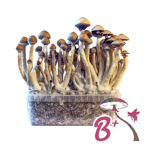Magical mushroom spores ebay